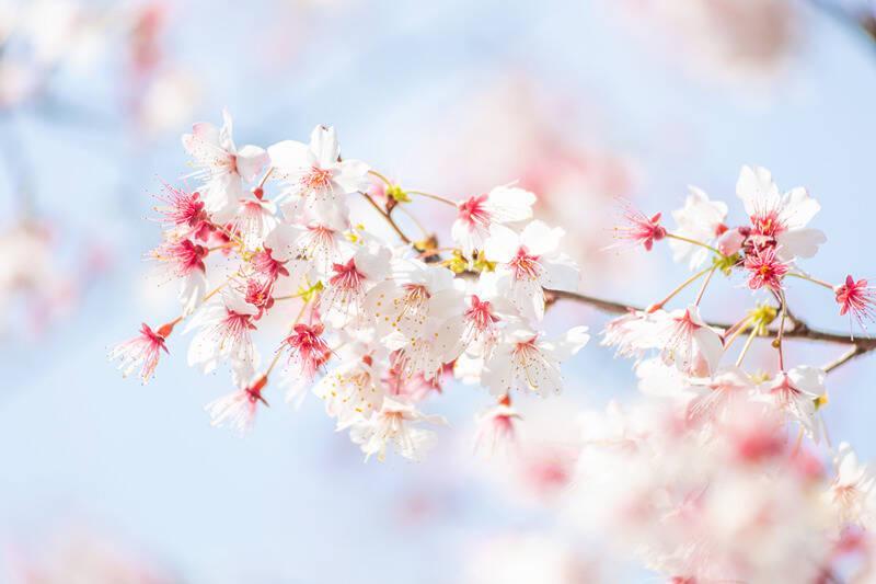  百亿级增长密码：赏花经济的生态乘法与产业链重塑 新闻